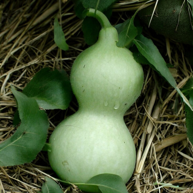 Calebasse bouteille 'Pèlerine' (Lagenaria siceraria) Graines – Image 2