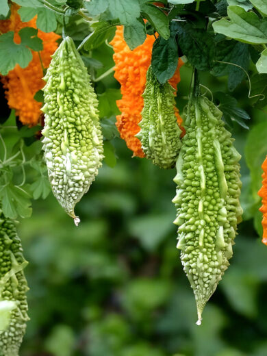 Melon Amer/Margose (Momordica charantia) Graines