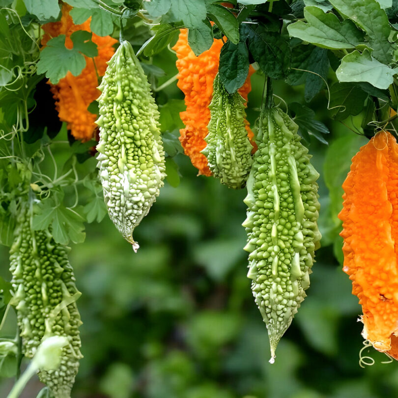 Melon Amer/Margose (Momordica charantia) Graines