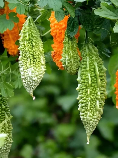 Melon Amer/Margose (Momordica charantia) Graines