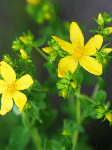 Millepertuis (Hypericum perforatum) Graines