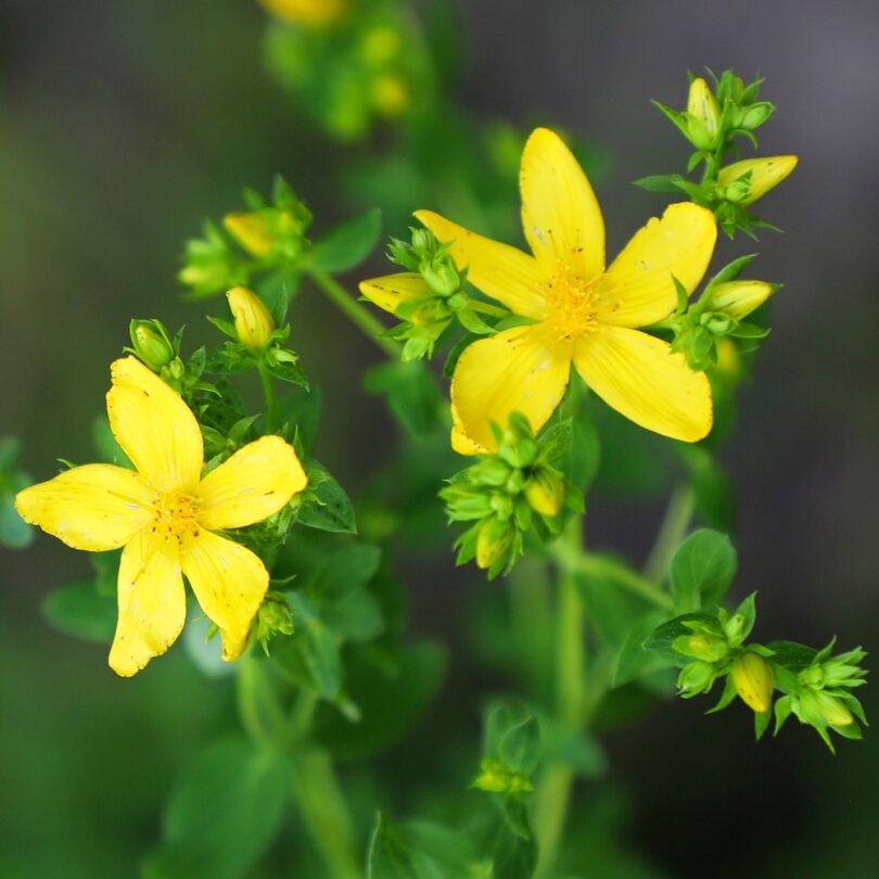 Millepertuis (Hypericum perforatum) Graines
