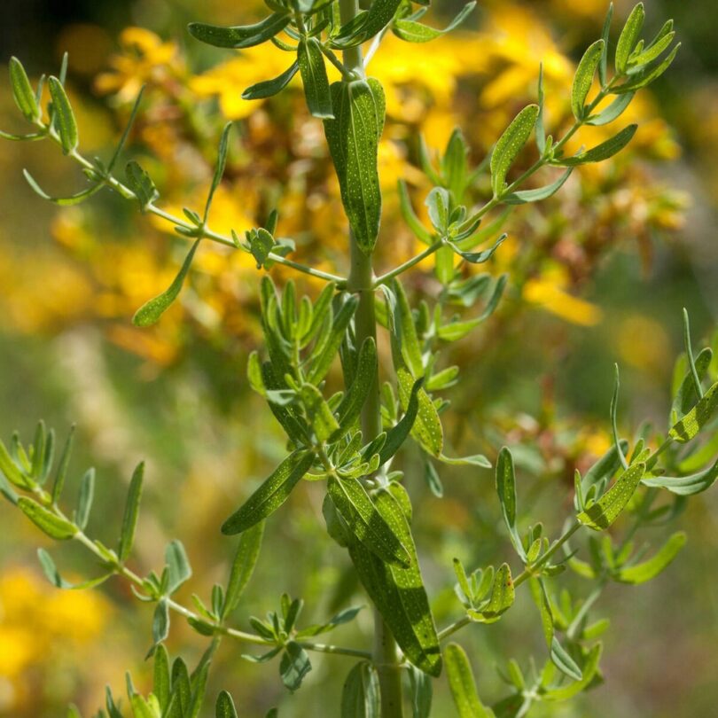 Millepertuis (Hypericum perforatum) Graines – Image 2
