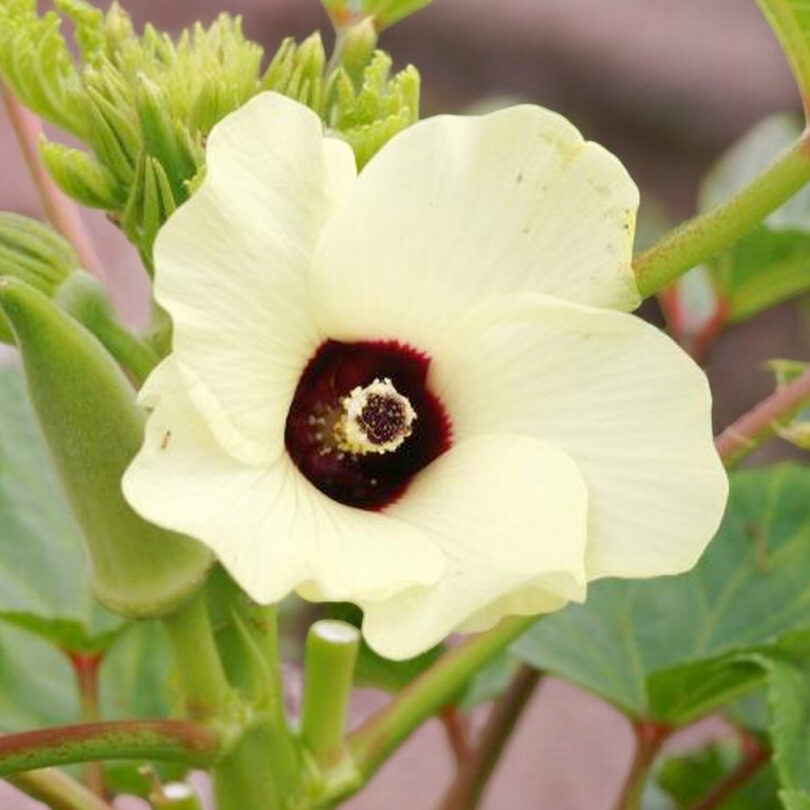 Okra Gombo (Abelmoschus esculentus) Graines – Image 3
