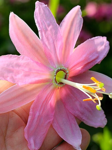 Passiflore Banane (Passiflora mollissima) Graines