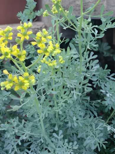 Rue officinale (Ruta graveolens, Plante Répulsive) Graines