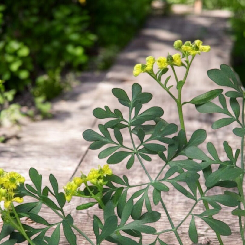 Rue officinale (Ruta graveolens, Plante Répulsive) Graines – Image 2