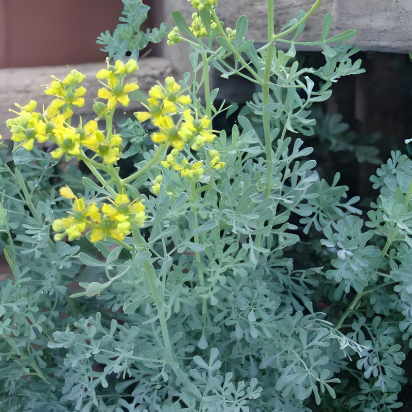 Rue officinale (Ruta graveolens, Plante Répulsive) Graines