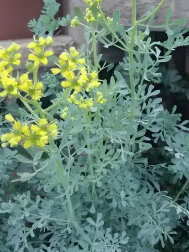 Rue officinale (Ruta graveolens, Plante Répulsive) Graines