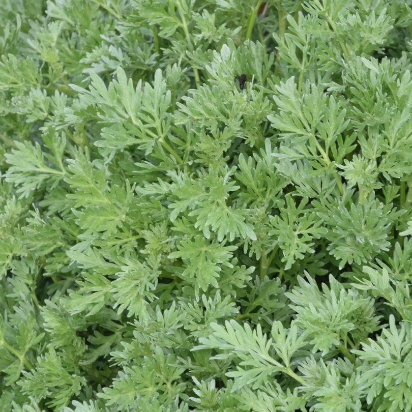 Absinthe (Artemisia absinthium) Graines – Image 2