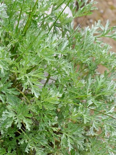 Absinthe (Artemisia absinthium) Graines