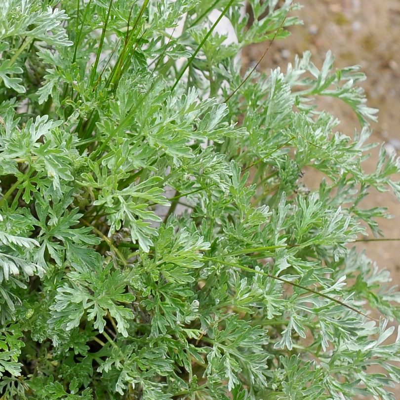 Absinthe (Artemisia absinthium) Graines