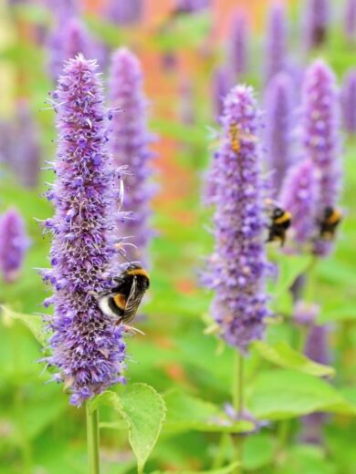 Agastache-Fenouil (Agastache foeniculum) Graines – Image 2