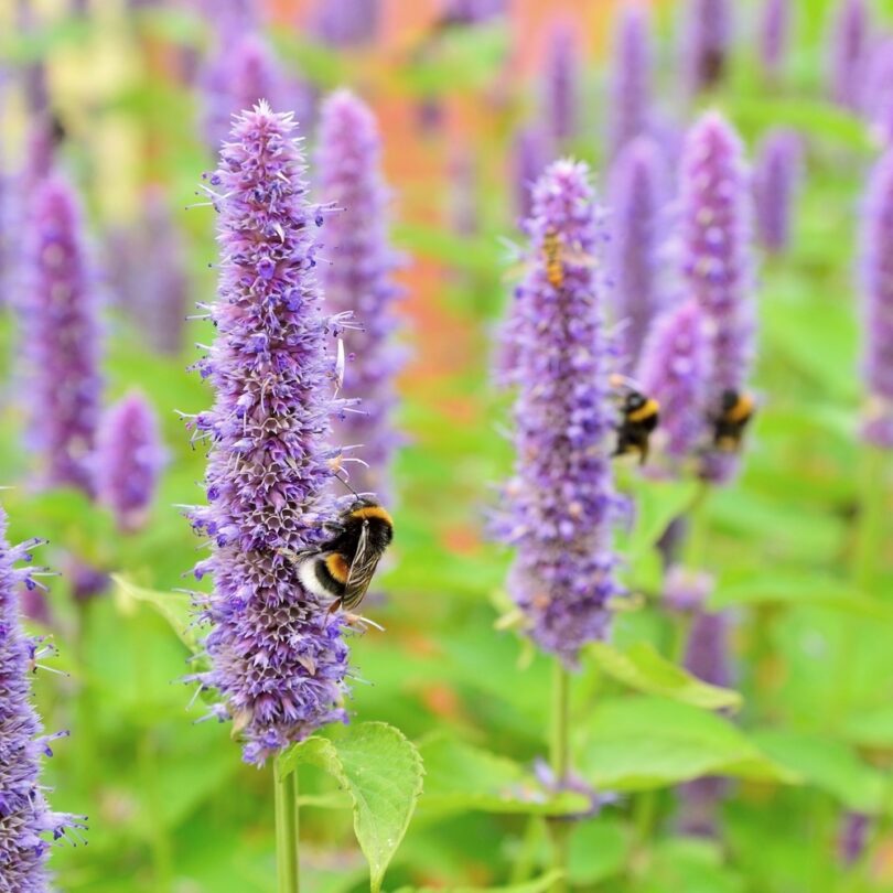 Agastache-Fenouil (Agastache foeniculum) Graines – Image 2