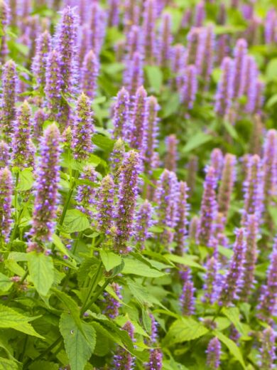 Agastache-Fenouil (Agastache foeniculum) Graines – Image 3
