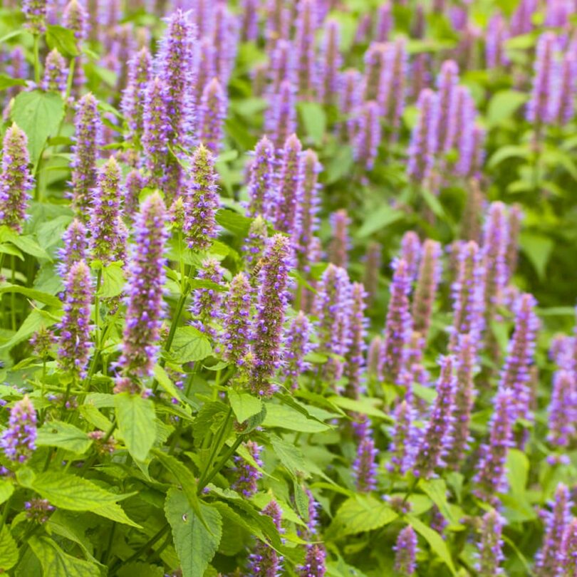 Agastache-Fenouil (Agastache foeniculum) Graines – Image 3