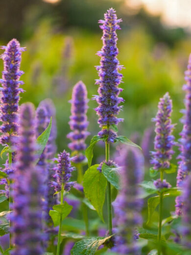 Agastache-Fenouil (Agastache foeniculum) Graines
