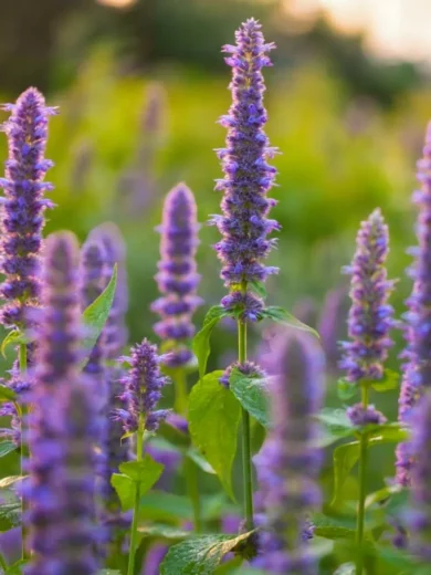 Agastache-Fenouil (Agastache foeniculum) Graines