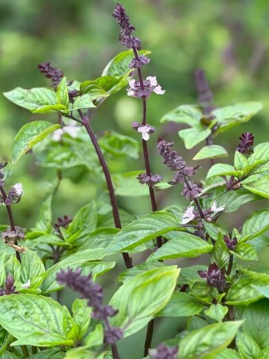 Basilic Cannelle (Ocimum cinnamon) Graines