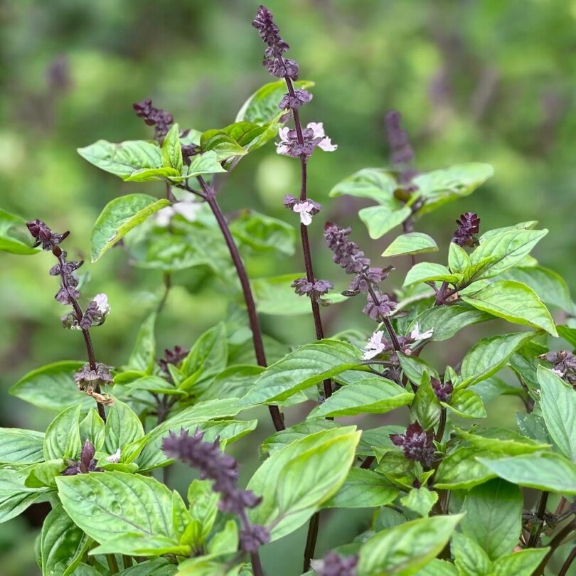 Basilic Cannelle (Ocimum cinnamon) Graines