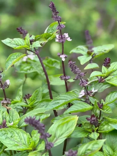 Basilic Cannelle (Ocimum cinnamon) Graines