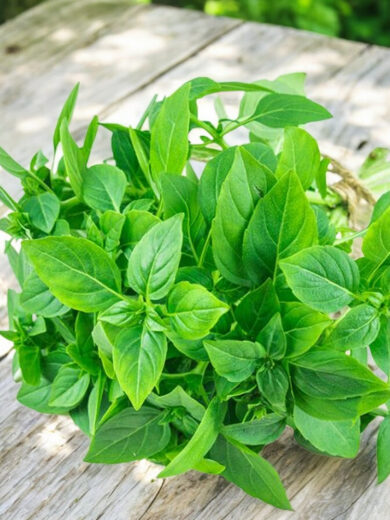 Basilic Citron (Ocimum citriodorum) Graines