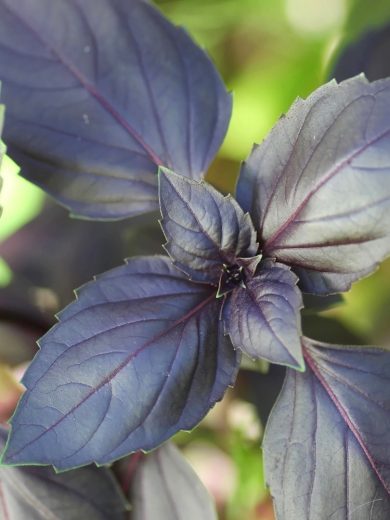 Basilic Pourpre 'Dark Opal' (Ocimum basilicum) Graines