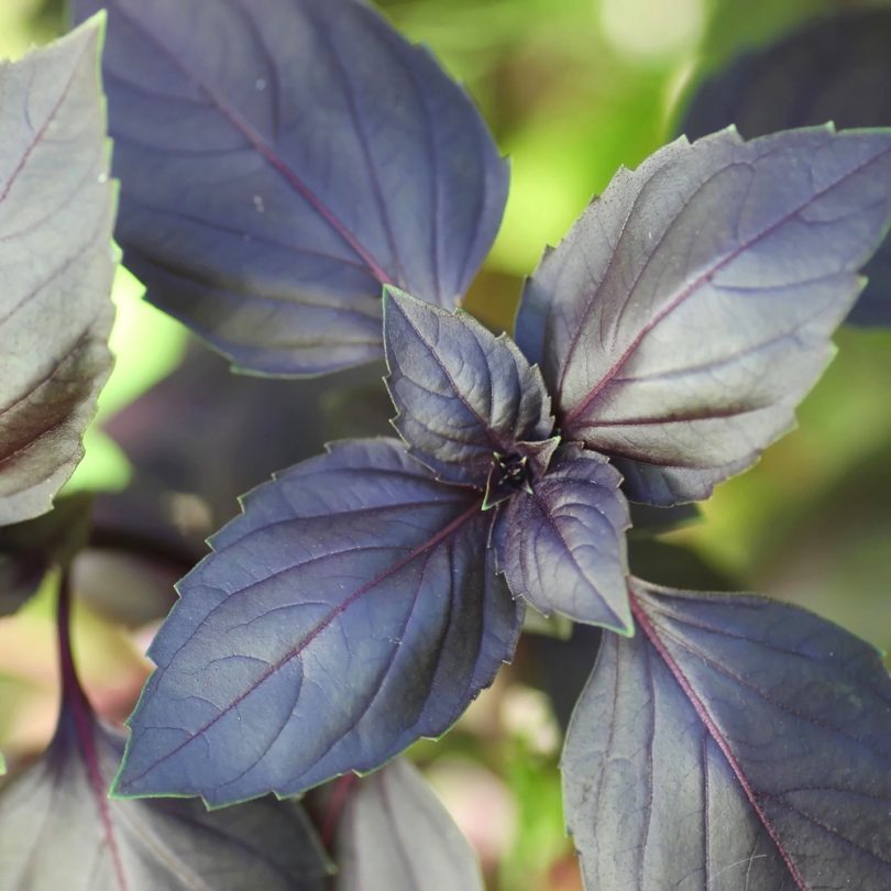 Basilic Pourpre 'Dark Opal' (Ocimum basilicum) Graines