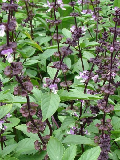Basilic Thai (Ocimum thyrsiflora) Graines