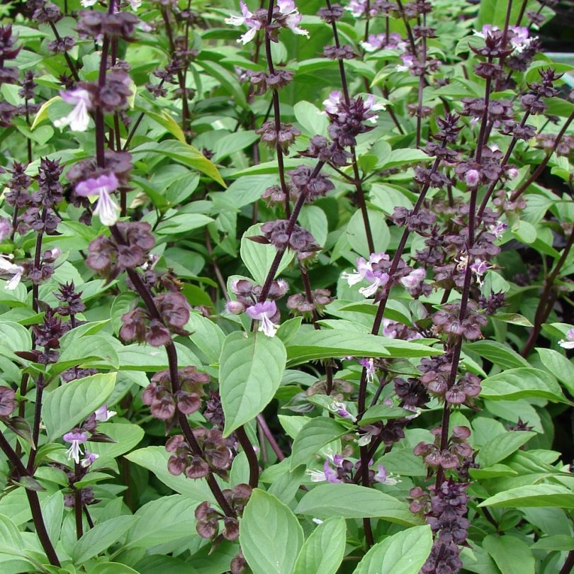 Basilic Thai (Ocimum thyrsiflora) Graines