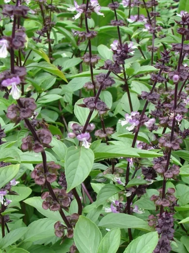 Basilic Thai (Ocimum thyrsiflora) Graines