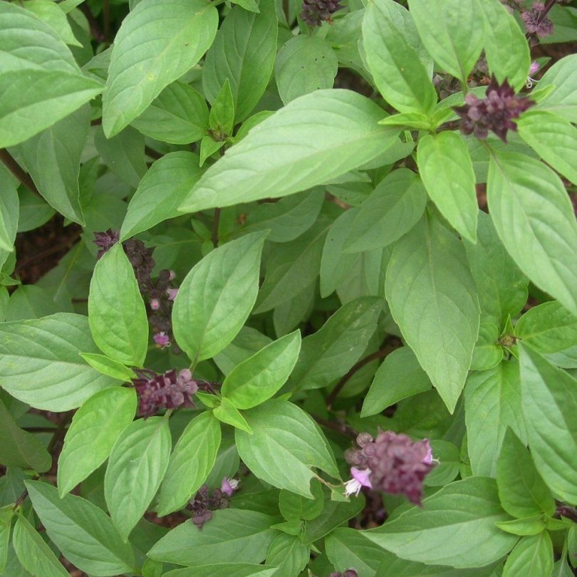 Basilic Thai (Ocimum thyrsiflora) Graines – Image 2