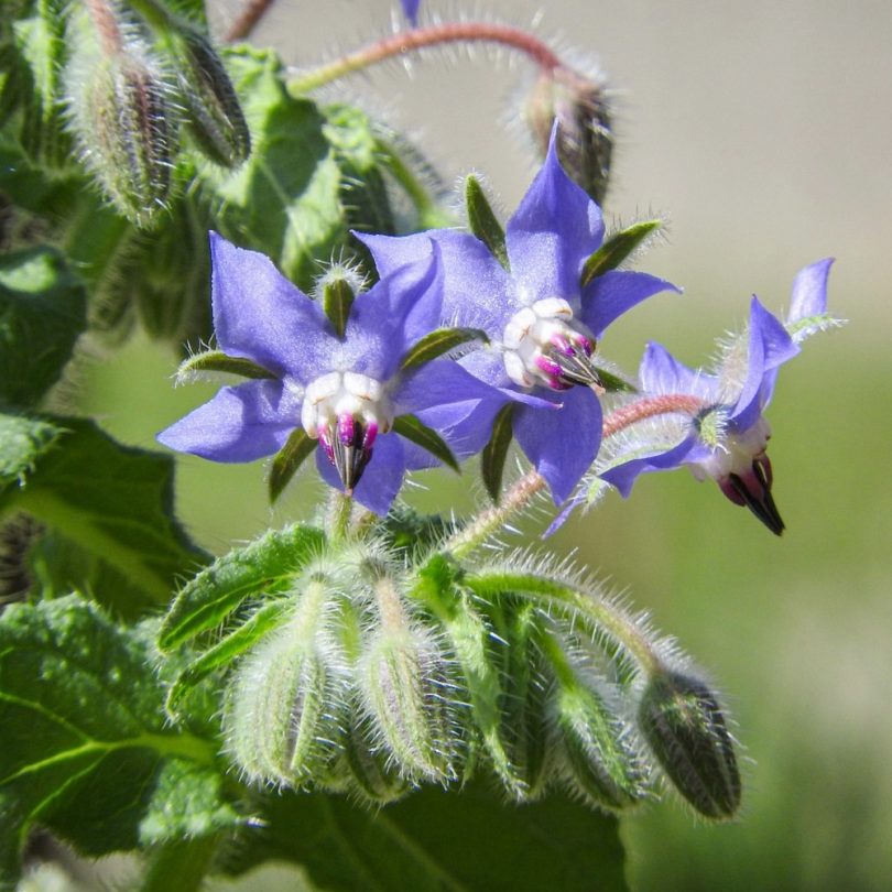 Bourrache officinale (Borago officinalis) Graines – Image 3