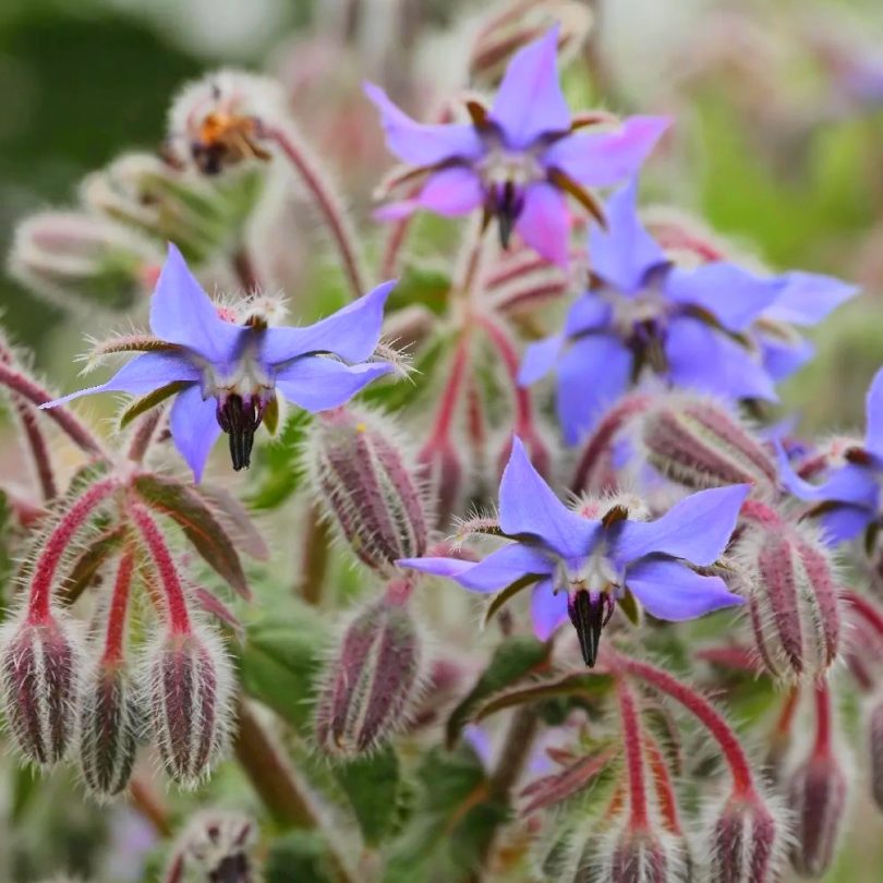 Bourrache officinale (Borago officinalis) Graines – Image 2
