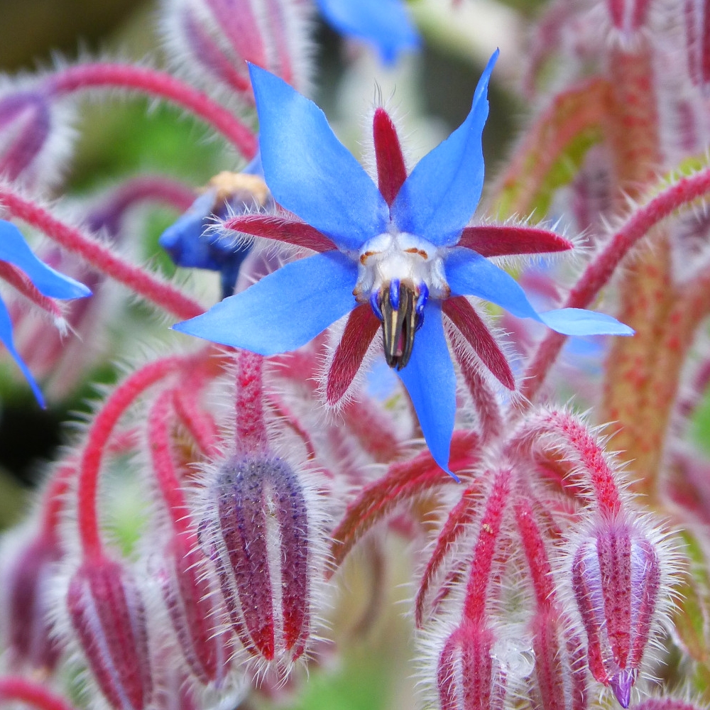 Bourrache Officinale Borago Officinalis Graines Alsagarden Bourrache Officinale Borago Officinalis Graines Alsagarden
