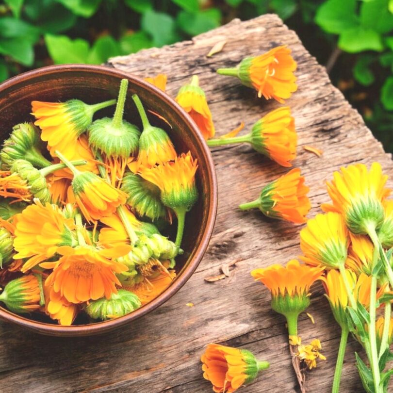 Souci Officinal (Calendula officinalis) Graines – Image 2