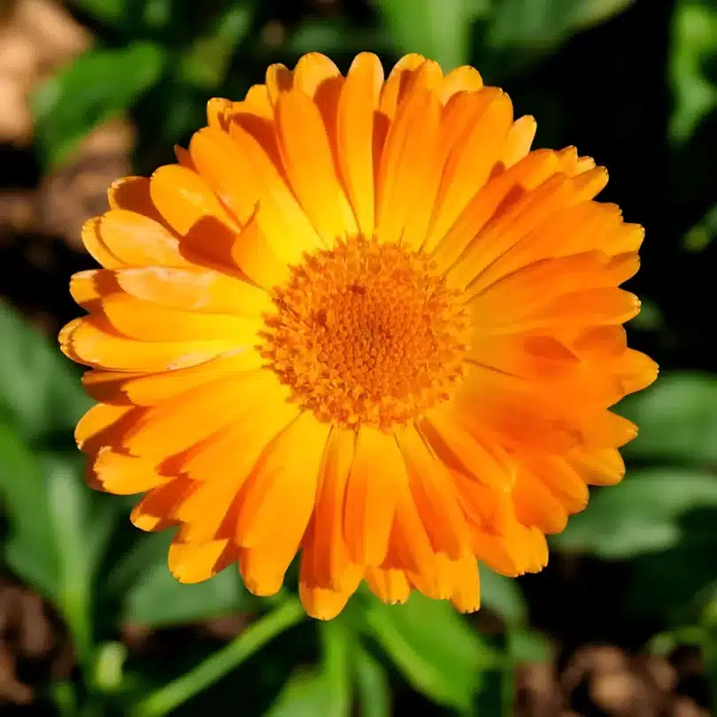 Souci Officinal (Calendula officinalis) Graines