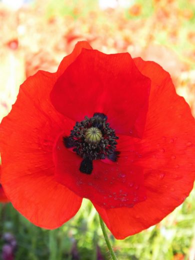 Coquelicot (Papaver rhoeas) Graines
