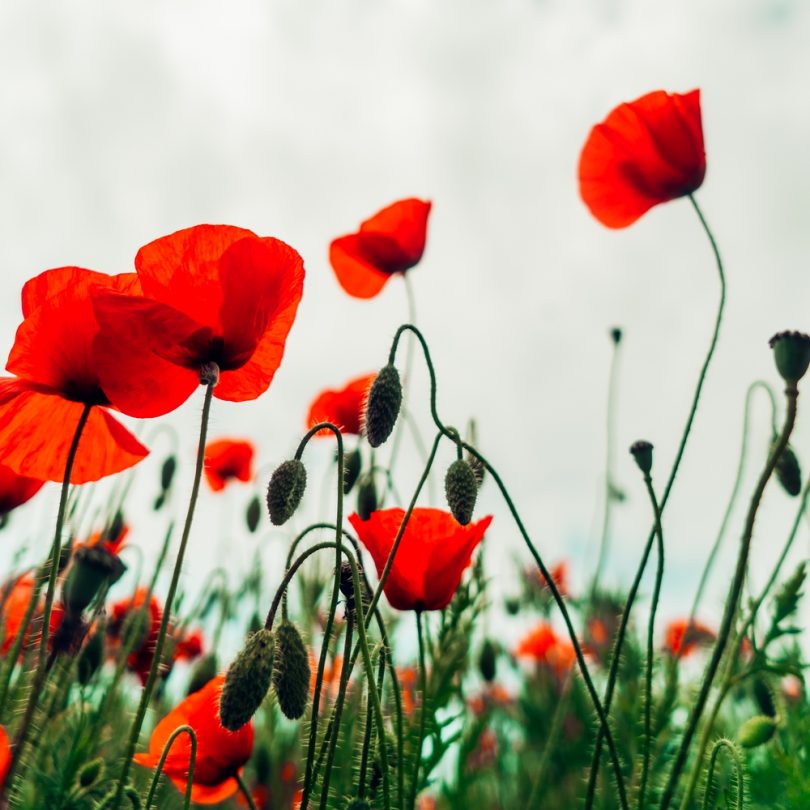 Coquelicot (Papaver rhoeas) Graines – Image 2