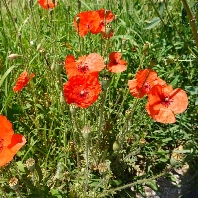 Coquelicot (Papaver rhoeas) Graines – Image 3