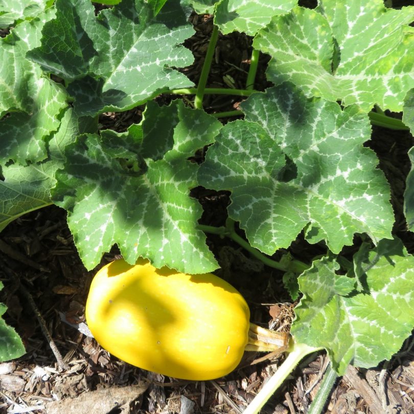 Courge Spaghetti (Cucurbita pepo) Graines – Image 2