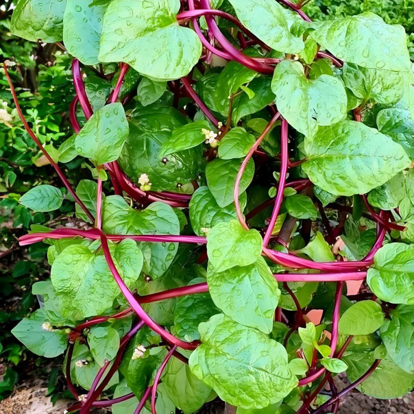 Epinard de Malabar (Basella rubra) Graines