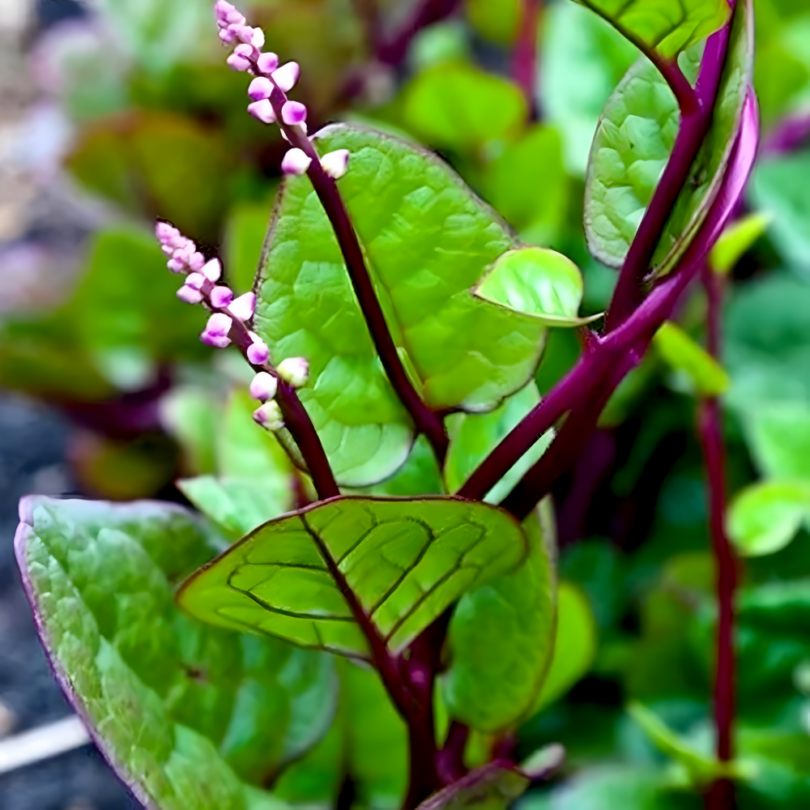 Epinard de Malabar (Basella rubra) Graines – Image 2
