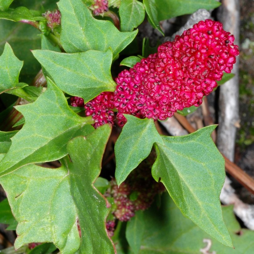 Epinard-fraise (Chenopodium capitatum) Graines – Image 3