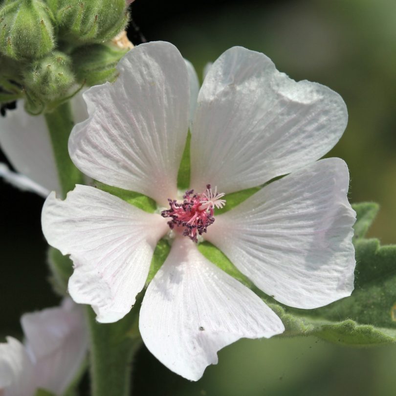 Guimauve (Althaea officinalis) Graines