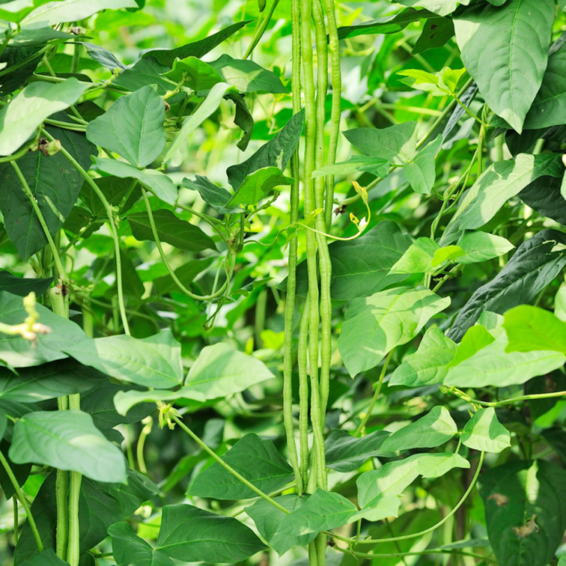 Haricot-Kilomètre (Vigna unguiculata) Graines – Image 2