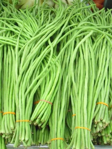 Haricot-Kilomètre 'Metro' (Vigna unguiculata) Graines