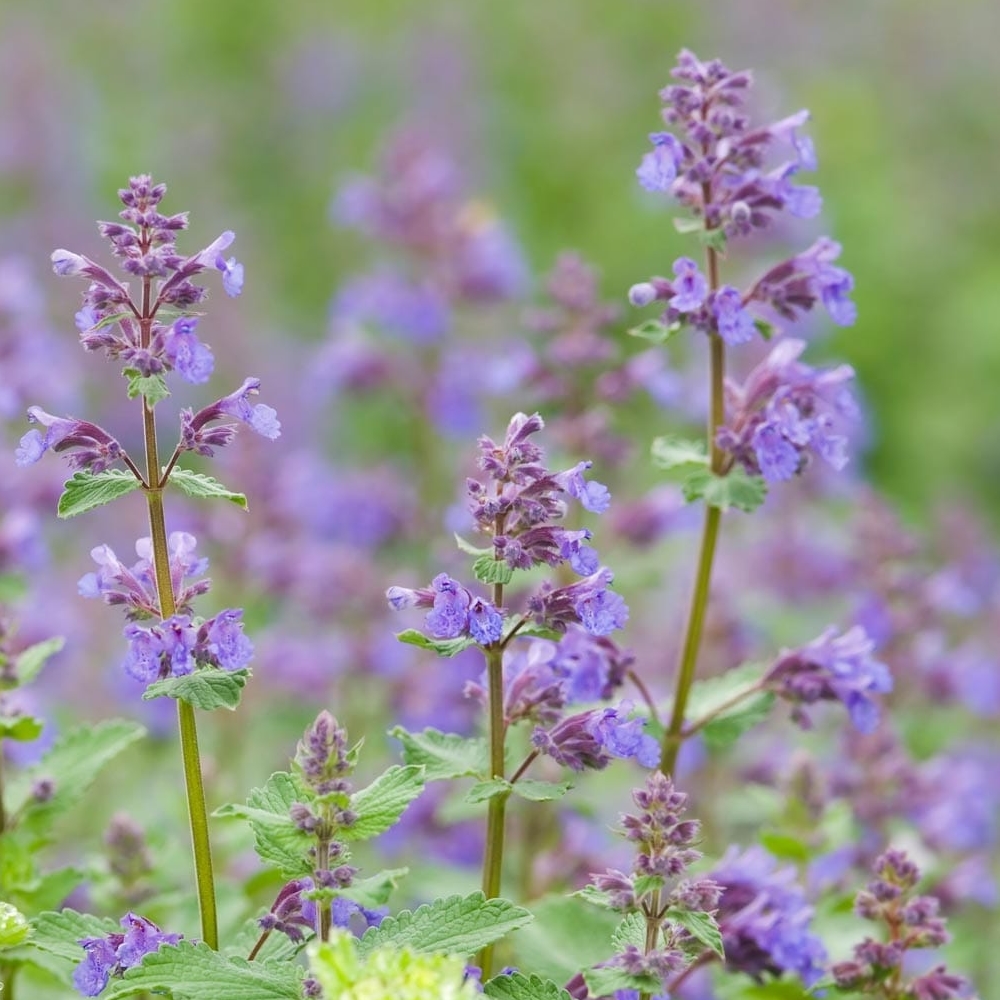 Cataire Herbe à Chats (Nepeta cataria) Graines - Alsagarden