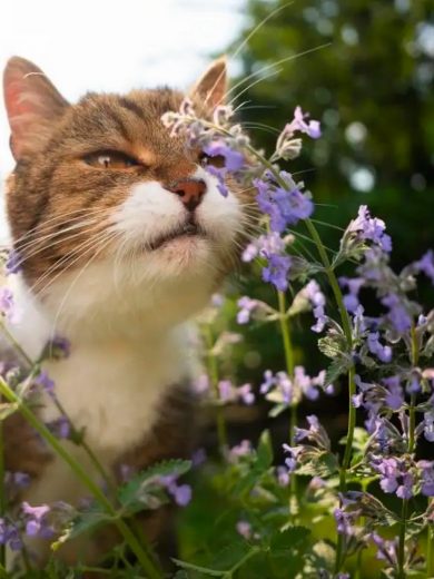 Cataire à odeur de citron - Nepeta cataria