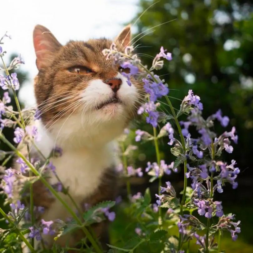Herbe à Chats "Cataire" (Nepeta cataria) Graines